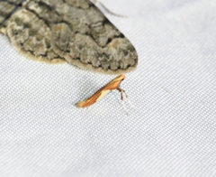Caloptilia ostryaeella