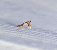 Caloptilia packardella