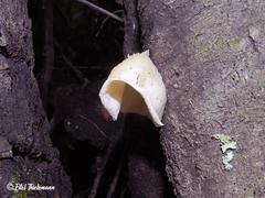 Aleurodiscus vitellinus