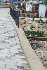 Canis familiaris