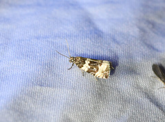 Olethreutes glaciana