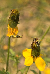 Philanthus ventilabris