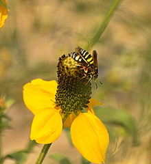 Philanthus ventilabris