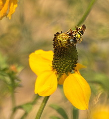 Philanthus ventilabris