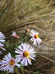 Diplostephium oblanceolatum