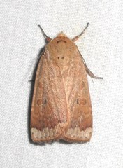 Abagrotis alternata