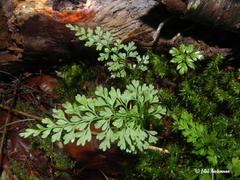 Asplenium dareoides