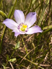 Eustoma exaltatum