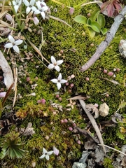 Arcytophyllum filiforme