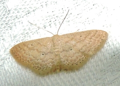 Scopula hypochra