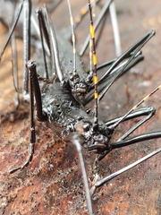 Atratomorpha similia