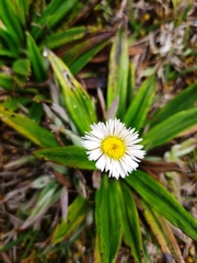 Oritrophium peruvianum
