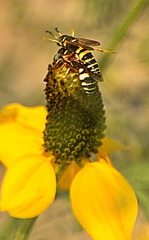 Philanthus ventilabris