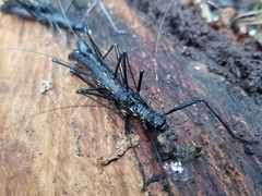 Atratomorpha similia