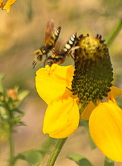 Philanthus ventilabris