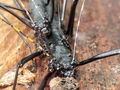 Atratomorpha similia