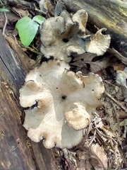 Craterellus foetidus