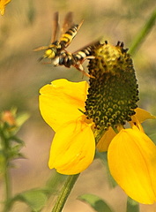 Philanthus ventilabris