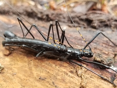 Atratomorpha similia