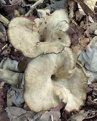 Craterellus foetidus