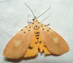 Asota iodamia