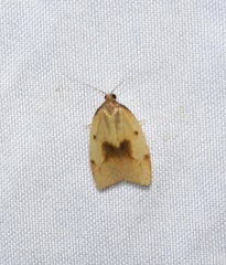 Sparganothis xanthoides