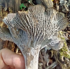 Craterellus foetidus