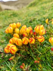 Gentianella hirculus
