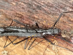 Atratomorpha similia