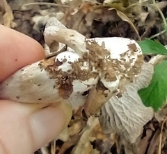 Craterellus foetidus