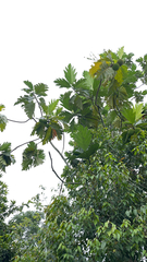 Artocarpus altilis