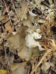Craterellus foetidus