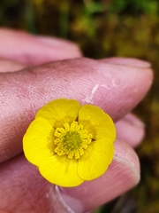 Ranunculus peruvianus