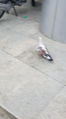 Columba livia domestica