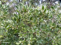 Azara integrifolia
