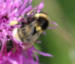 Bombus ruderatus
