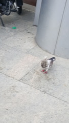 Columba livia domestica