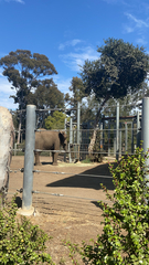 Elephantidae