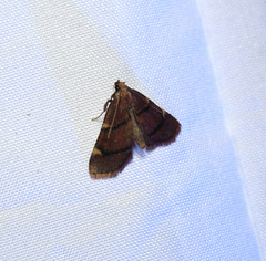 Hypsopygia thymetusalis