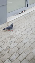 Columba livia domestica