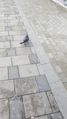 Columba livia domestica