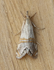 Euchromius californicalis