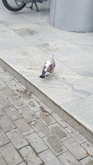 Columba livia domestica