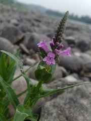 Physostegia parviflora