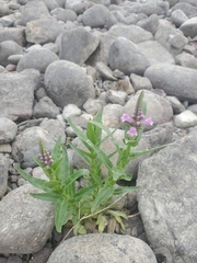 Physostegia parviflora