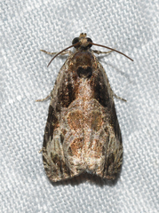 Olethreutes connectum