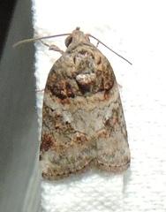 Garella vallata