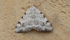 Digrammia denticulata