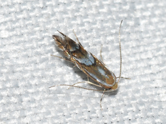 Phyllonorycter propinquinella