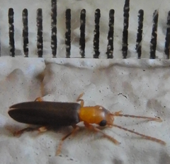 Xanthochroina bicolor